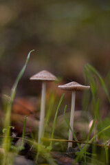 group of small mushrooms in the forest during fall season