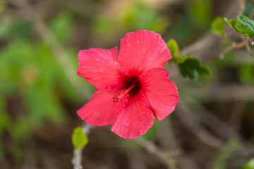 macro photography of natural flowers with great details captured with the macro lens