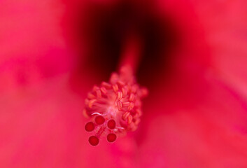 macro photography of flowers with maximum quality with red background
