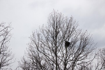 bird's nest in a tree in winter against the sky. Bird's nest in tree branches