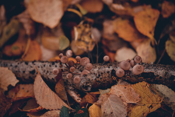 group of small mushrooms in the forest during fall season