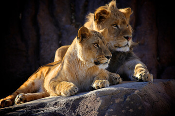 Two young lion cub sibling in a pride sitting on a rock next to each other