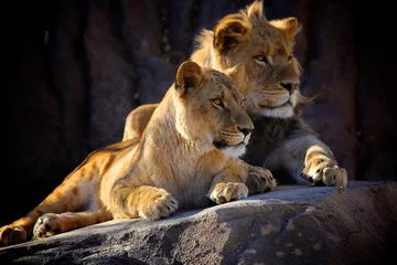 Gordijnen Two young lion cub sibling in a pride sitting on a rock next to each other © Steve