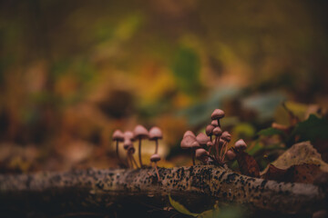 group of small mushrooms in the forest during fall season