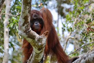 huge orangutang on the tree in wildlife watching territory 