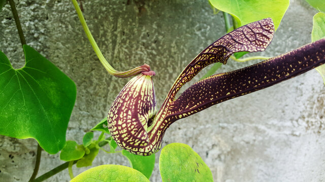 close-up pelican flower aristolochia ringens, aristolochiaceae