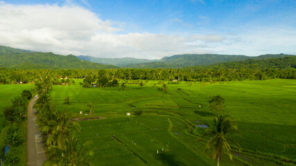 Fototapeta na wymiar Aerial view of Landscape with farmland, rice fields and green hills. Philippines, Mindanao. Rice fields in Asia.