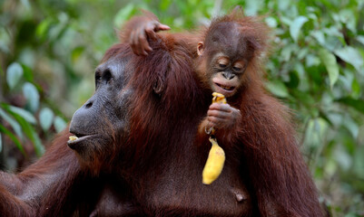 cute ape orangutang mom and little baby cub on the back holding banana 