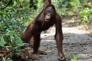 young curios ape orangutang in wildlife teasing camera 
