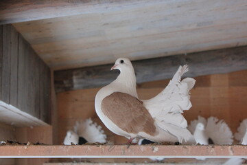 pigeon with a raised tail in a dovecote