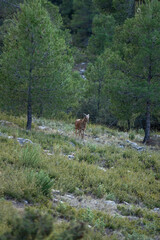 mountain animal, mountain goats running down the mountain