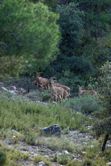 mountain animal, mountain goats running down the mountain