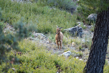 mountain animal, mountain goats running down the mountain