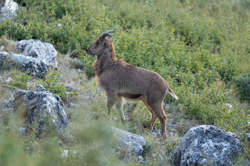 mountain animal, mountain goats running down the mountain