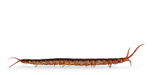 Adult Chinese red-headed centipede aka Scolopendra subspinipes mutilans. Isolated on white...