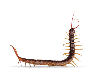 Adult Chinese red-headed centipede aka Scolopendra subspinipes mutilans. Isolated on white...