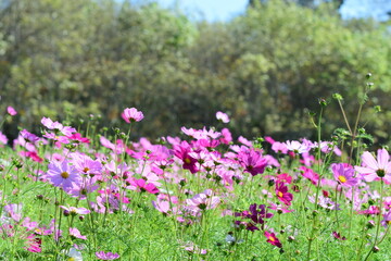 Pink Garden Cosmos