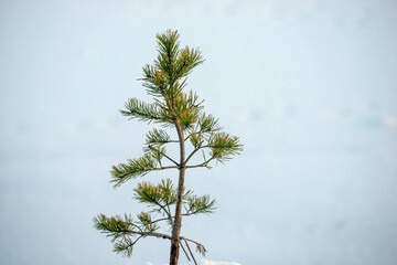 pine branches against , skynacka,sweden,sverige,stockholm