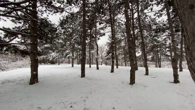 Winter landscape. Snow covered fir trees in the park