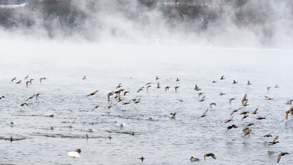 In the Nemunas River, Lithuania has the largest colony of wintering water birds, swans, ducks and other water birds.