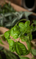 Close up view of basil and sage leaves against wood background food photography
