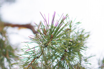 Water drops on pine needles.