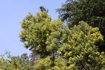 beautiful yellow mimosa flowers in the park