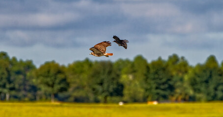 Red tailed hawk (Buteo jamaicensis) being chased by an American Crow (Corvus brachyrhynchos) over a field