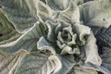 Mansac (Corrèze, France) - Verbascum phlomoide