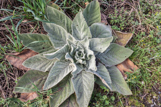 Mansac (Corr&egrave;ze, France) - Verbascum phlomoide