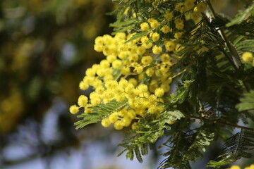 yellow flowers on a tree
