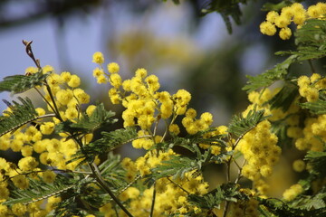 yellow flowers in spring