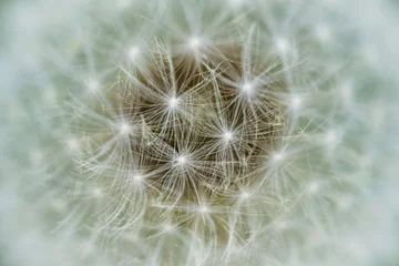 Gordijnen dandelion seed head © Tudor