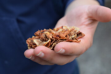 Dried camellia flower (Camelia japonica) held in hand