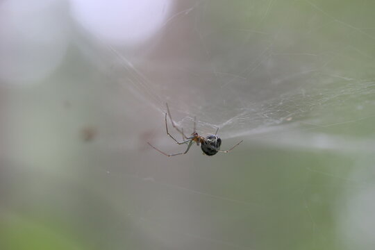 spider on a web in a forest