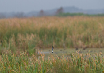 Belted kingfisher dive-bombing into a marsh from long distance