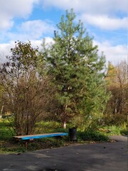 Plants in the city in autumn.