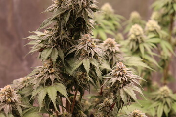 Different strains of cannabis plants nearing the end of their life-cycle. 