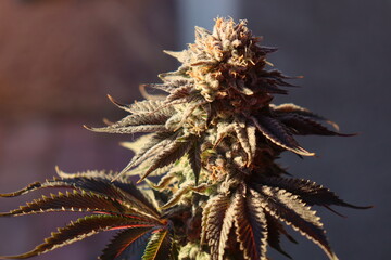 Close-up of a mature female cannabis plant. 