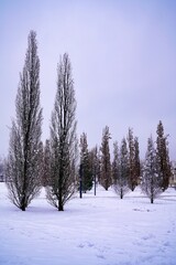 bare trees in a winter park     