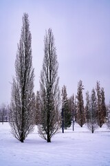 bare trees in a winter park     