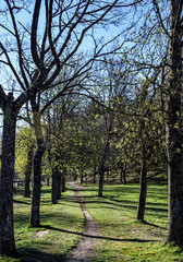 Obraz premium Camino atravesando bosque de un parque.