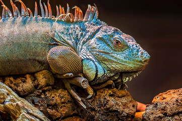 Reptile_9 © Ewa