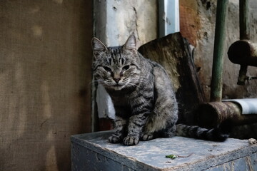 Docile stray cat in winter
