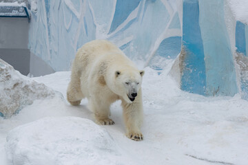 Naklejka na ściany i meble Polar bear (Ursus maritimus) adult. White bear 