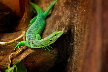 Reptile_6 © Ewa