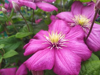 Lush bloom of clematis in our garden.