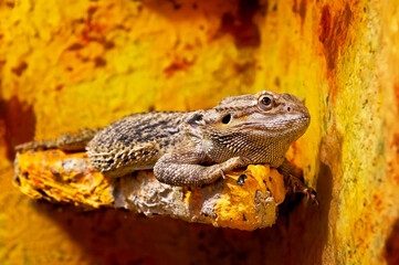 Reptile_5 © Ewa