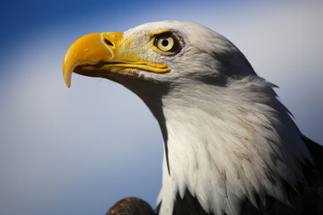 Bald eagle portrait closeup
