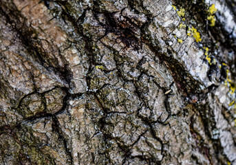 Fondo de textura de corteza gris de árbol.
